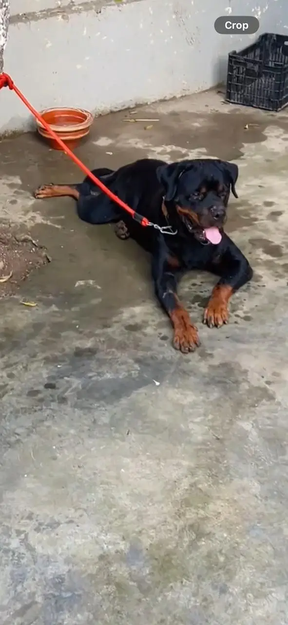 Rottwiller puppy | Rottwiller male dog | Rottwiller dog — photo 2