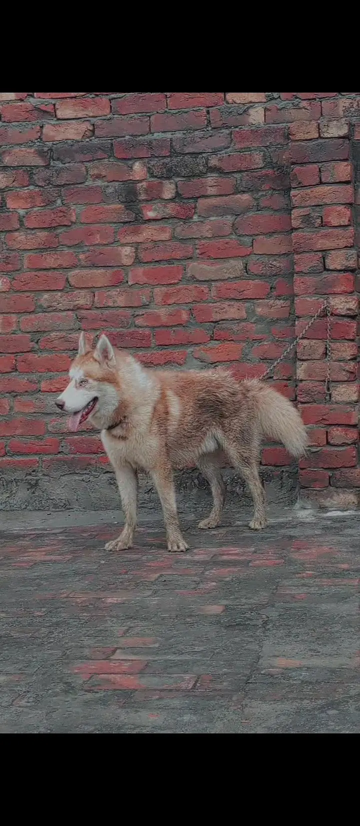 Dog for sale 03041445373
