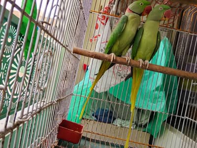 Kashmiri Pahari breeder pair