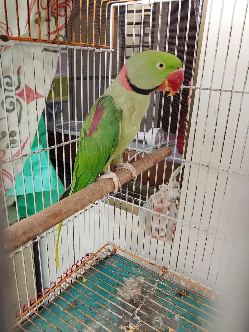 Kashmiri Pahari breeder pair — photo 2