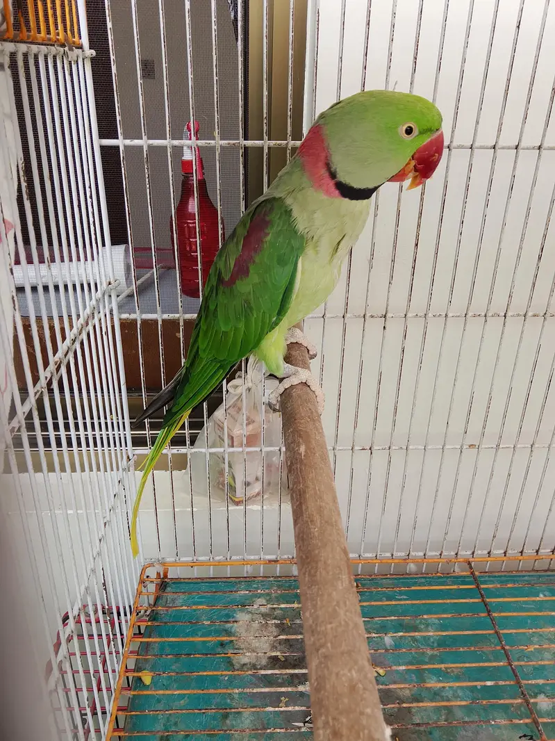 Kashmiri Pahari breeder pair — photo 3
