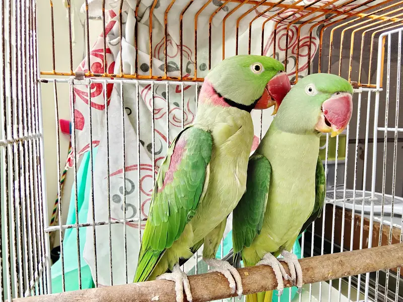 Kashmiri Pahari breeder pair — photo 5
