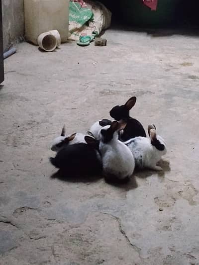 rabits for sele 800 par had