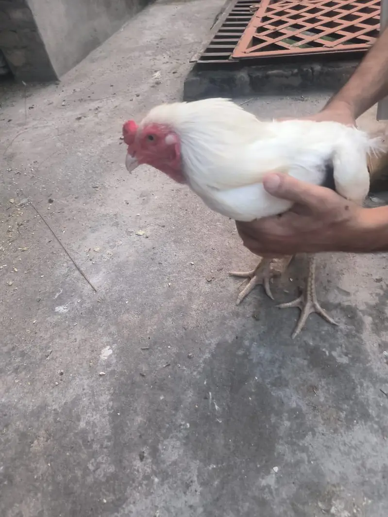 hera aseel breader zabardst quality may long height blue eyes may — photo 3