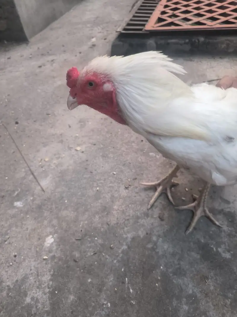 hera aseel breader zabardst quality may long height blue eyes may — photo 4