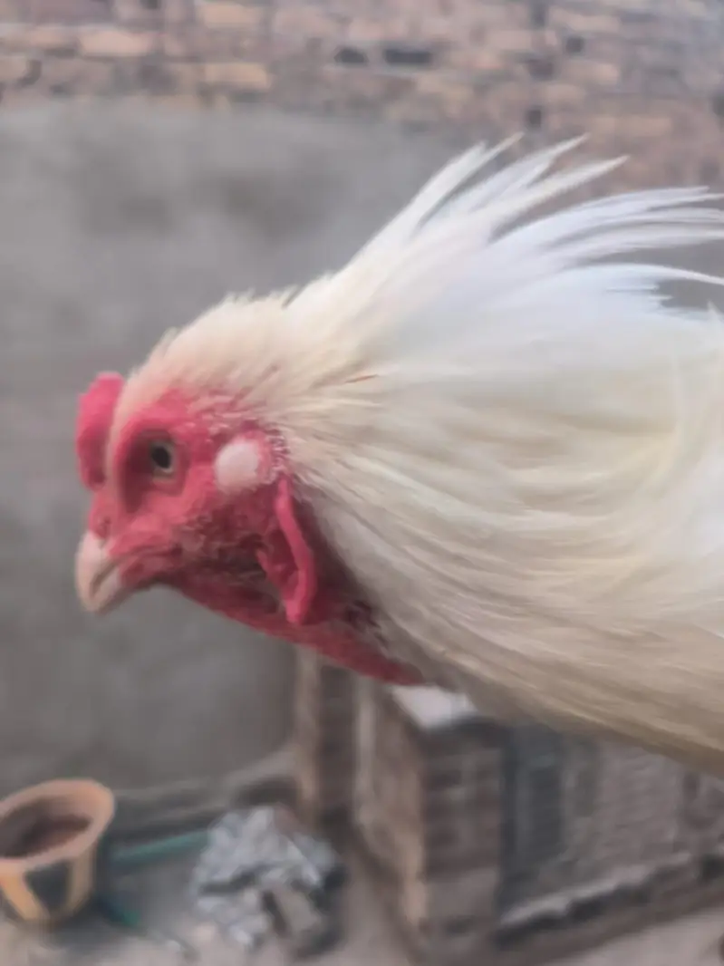 hera aseel breader zabardst quality may long height blue eyes may — photo 6