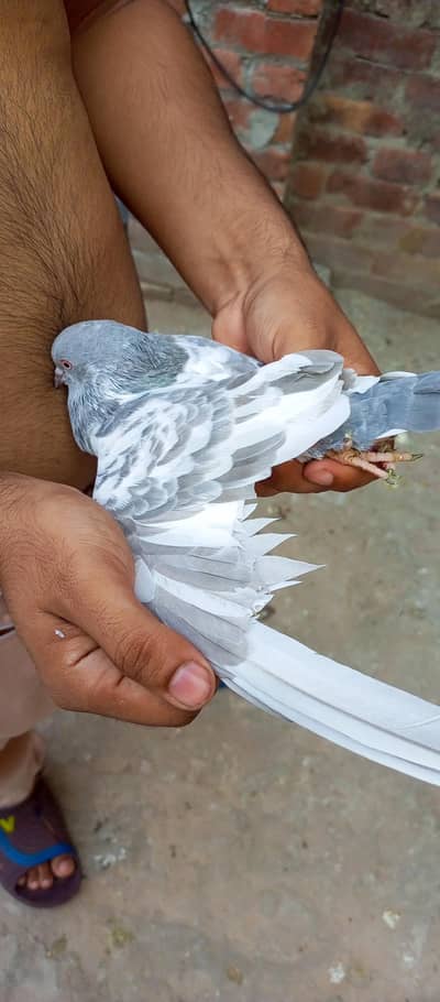 Pigeon Saleti female for sale