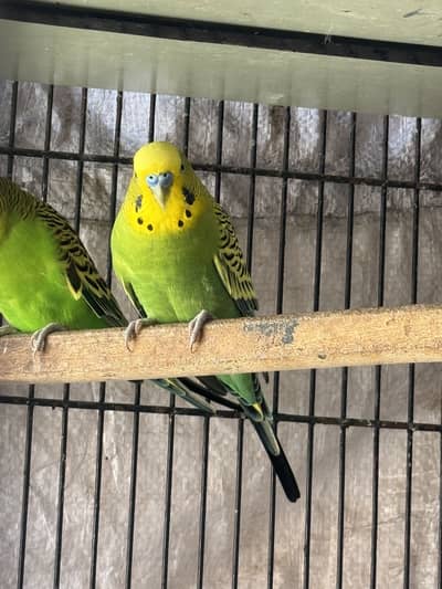 male for exchange with female