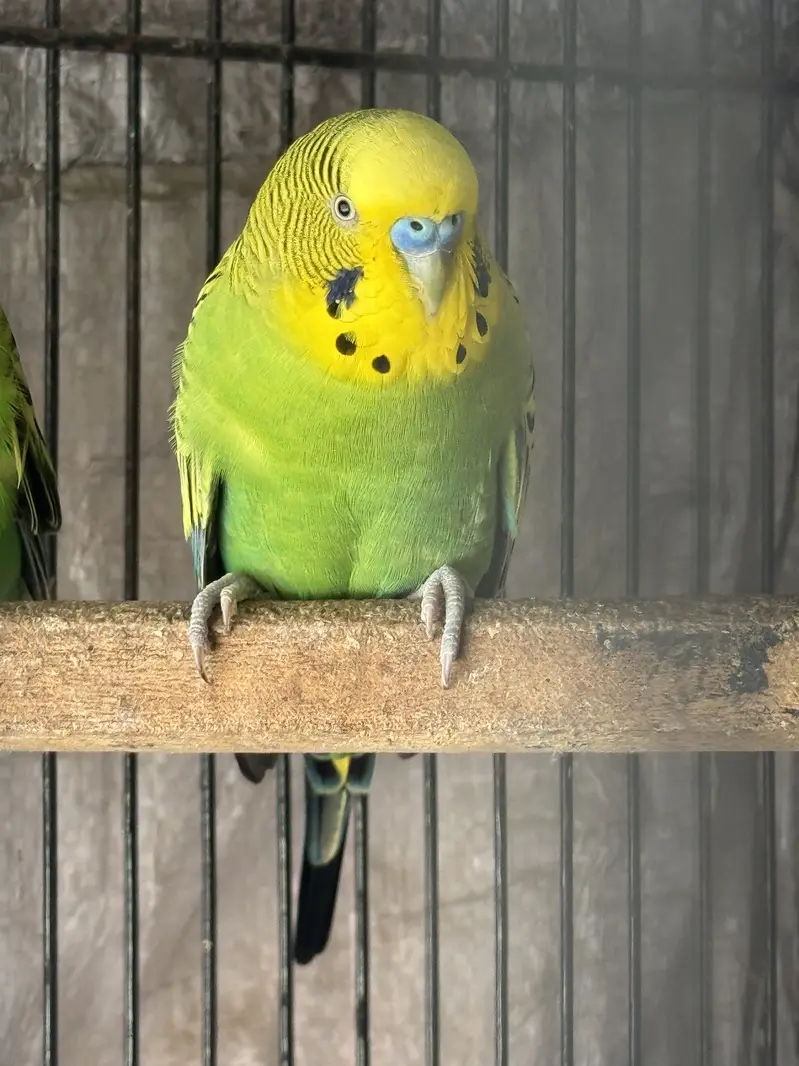 male for exchange with female — photo 2