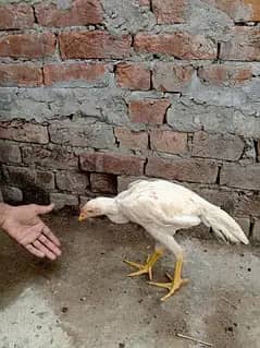 وائٹ ھیرا اسیل ھاءی کوالٹی میں موجود ہیں عمر پانچ منتھ