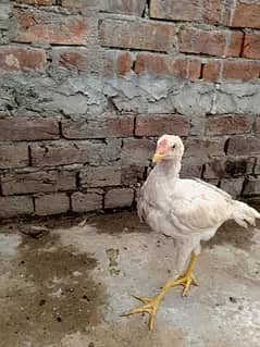 وائٹ ھیرا اسیل ھاءی کوالٹی میں موجود ہیں عمر پانچ منتھ 2