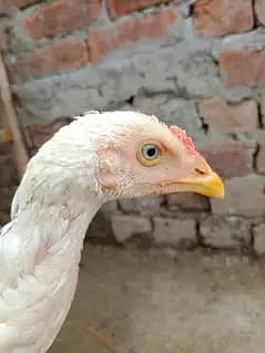 وائٹ ھیرا اسیل ھاءی کوالٹی میں موجود ہیں عمر پانچ منتھ 3