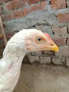 وائٹ ھیرا اسیل ھاءی کوالٹی میں موجود ہیں عمر پانچ منتھ — photo 4