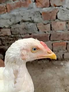 وائٹ ھیرا اسیل ھاءی کوالٹی میں موجود ہیں عمر پانچ منتھ 4