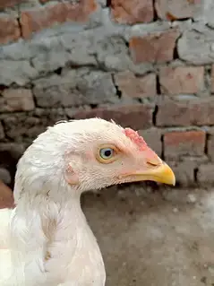 وائٹ ھیرا اسیل ھاءی کوالٹی میں موجود ہیں عمر پانچ منتھ — photo 5