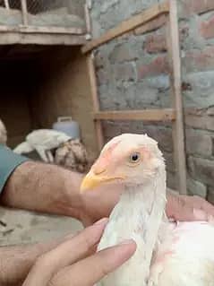 وائٹ ھیرا اسیل ھاءی کوالٹی میں موجود ہیں عمر پانچ منتھ 6