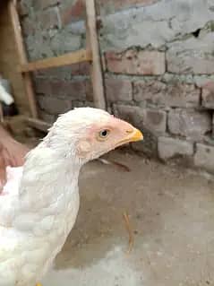 وائٹ ھیرا اسیل ھاءی کوالٹی میں موجود ہیں عمر پانچ منتھ 7