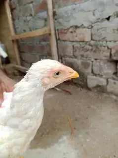 وائٹ ھیرا اسیل ھاءی کوالٹی میں موجود ہیں عمر پانچ منتھ — photo 8