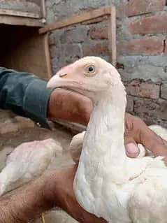 وائٹ ھیرا اسیل ھاءی کوالٹی میں موجود ہیں عمر پانچ منتھ 10