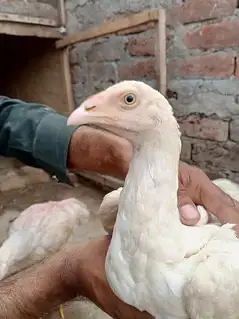 وائٹ ھیرا اسیل ھاءی کوالٹی میں موجود ہیں عمر پانچ منتھ — photo 11