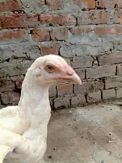 وائٹ ھیرا اسیل ھاءی کوالٹی میں موجود ہیں عمر پانچ منتھ 11