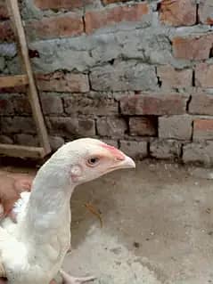 وائٹ ھیرا اسیل ھاءی کوالٹی میں موجود ہیں عمر پانچ منتھ 12