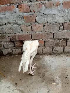وائٹ ھیرا اسیل ھاءی کوالٹی میں موجود ہیں عمر پانچ منتھ 13