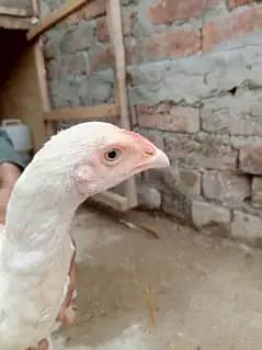 وائٹ ھیرا اسیل ھاءی کوالٹی میں موجود ہیں عمر پانچ منتھ 14