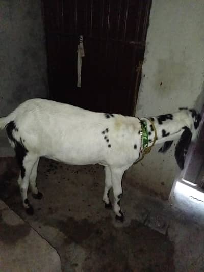3 man Ki gaban Hai. 03716721377