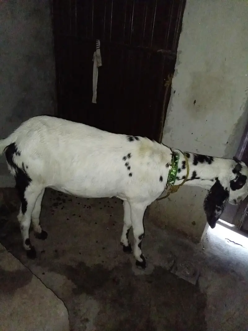 3 man Ki gaban Hai. 03716721377 — photo 2