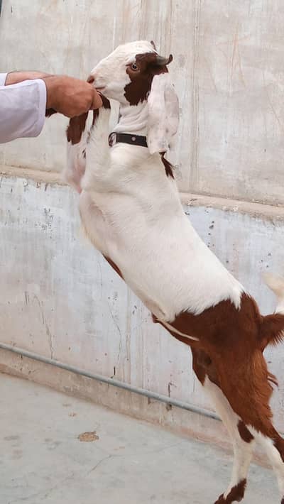 6 Month ka male pure khassi