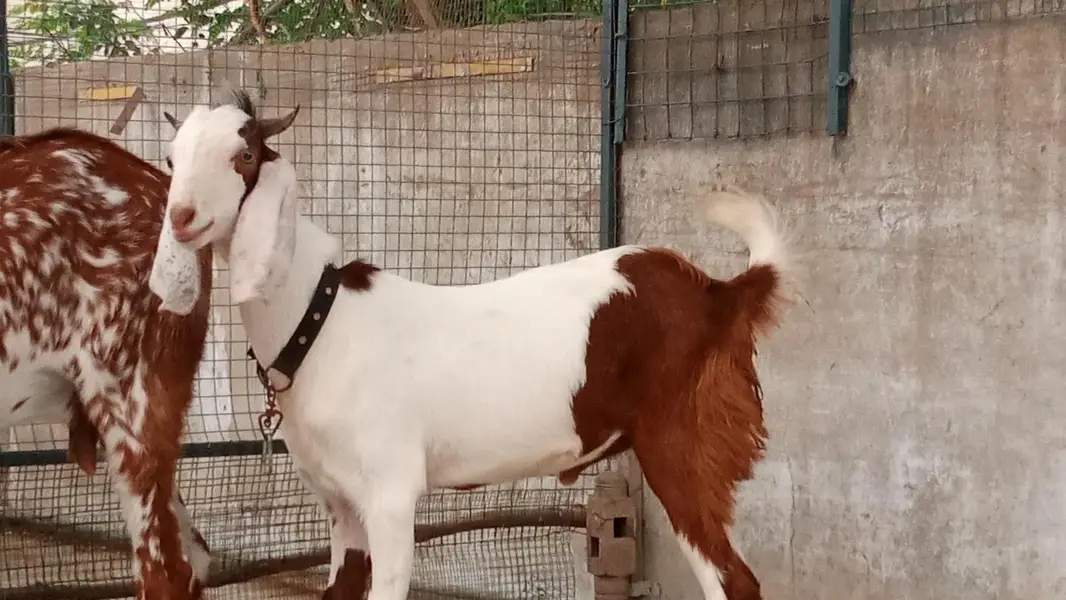 6 Month ka male pure khassi — photo 2