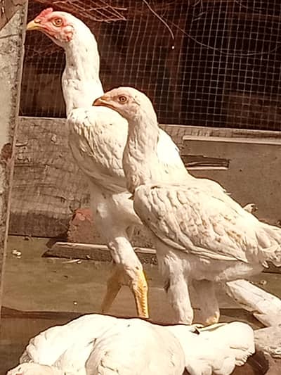 shamo top quality male 100% original breed Available