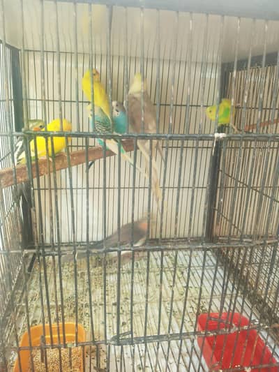 cockatiel and Australian birds for sale