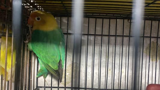 Australian parrots / Budgies / Budgries / Parakeet