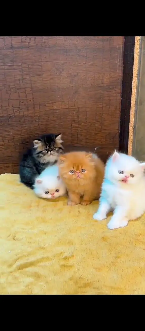 Persian cat for sale male or female my WhatsApp03427950734 — photo 3