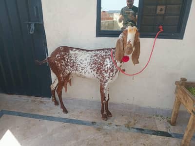 pure makkhi chini bakri for sale 03494950962