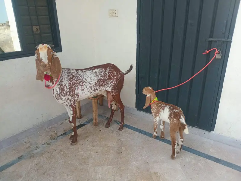 pure makkhi chini bakri for sale 03494950962 — photo 2