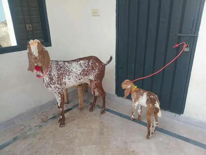pure makkhi chini bakri for sale 03494950962 — photo 3