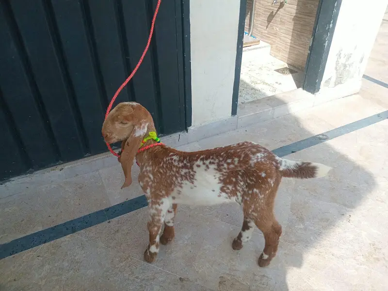 pure makkhi chini bakri for sale 03494950962 — photo 5