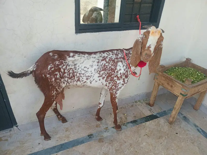 pure makkhi chini bakri for sale 03494950962 — photo 6