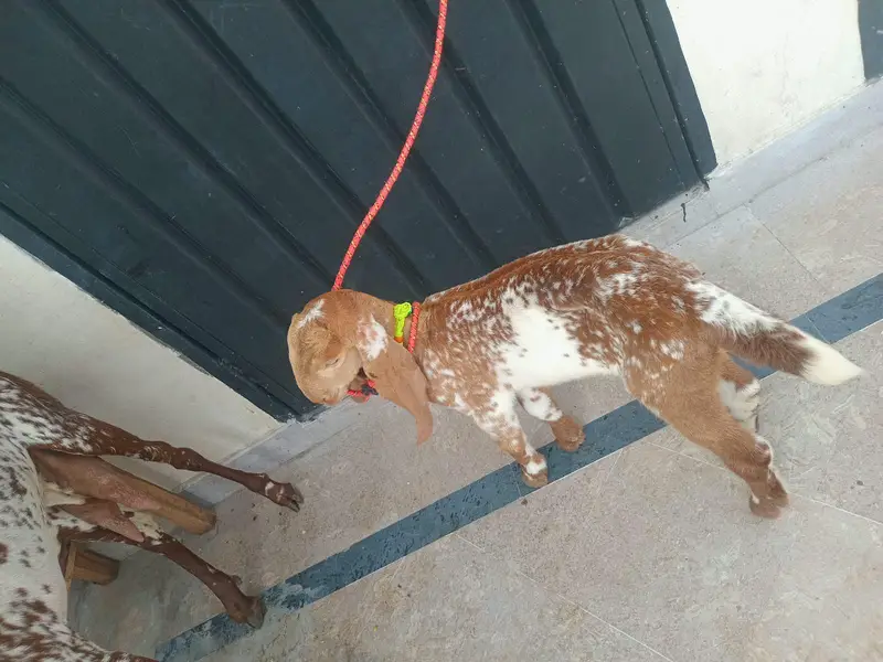 pure makkhi chini bakri for sale 03494950962 — photo 7