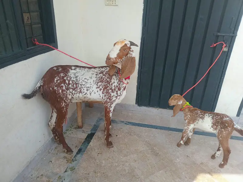 pure makkhi chini bakri for sale 03494950962 — photo 8