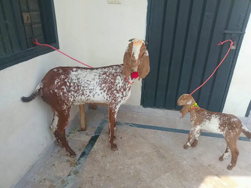 pure makkhi chini bakri for sale 03494950962 — photo 9
