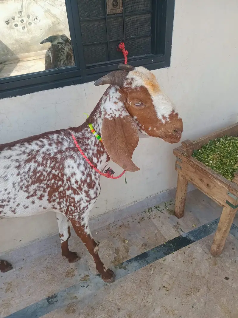 pure makkhi chini bakri for sale 03494950962 — photo 10