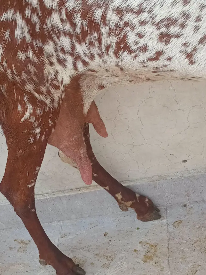 pure makkhi chini bakri for sale 03494950962 — photo 11