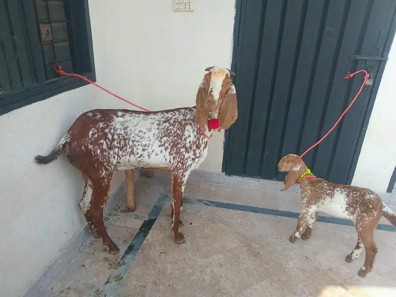 pure makkhi chini bakri for sale 03494950962 — photo 12