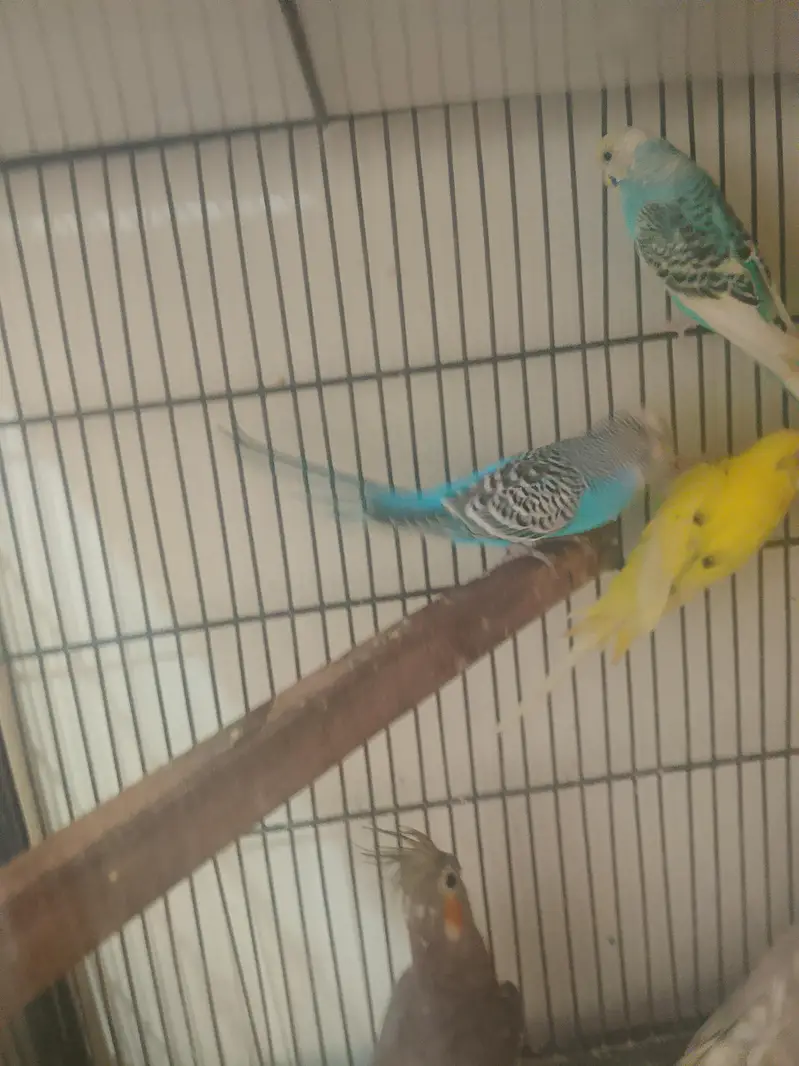 cockatiel and Australian birds for sale — photo 2