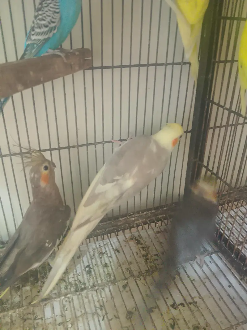 cockatiel and Australian birds for sale — photo 3