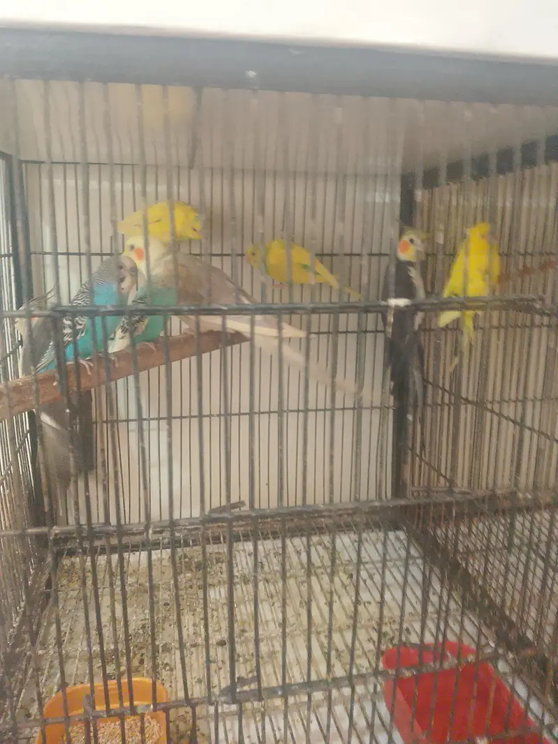cockatiel and Australian birds for sale — photo 4
